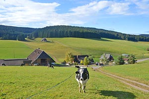 Willkommen in Eisenbach im Schwarzwald