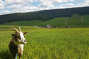 Unsere frechen Ziegen