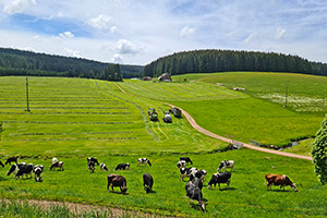 Blick auf das Ferienhaus