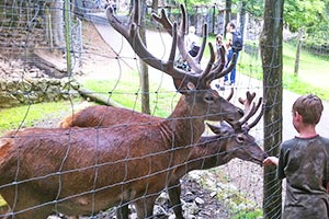 Wild- und Freizeitpark Steinwasenpark bei Oberried